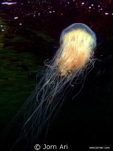Danish Jellyfish near the surface.
More Photos: www.jorn... by Jorn Ari 
